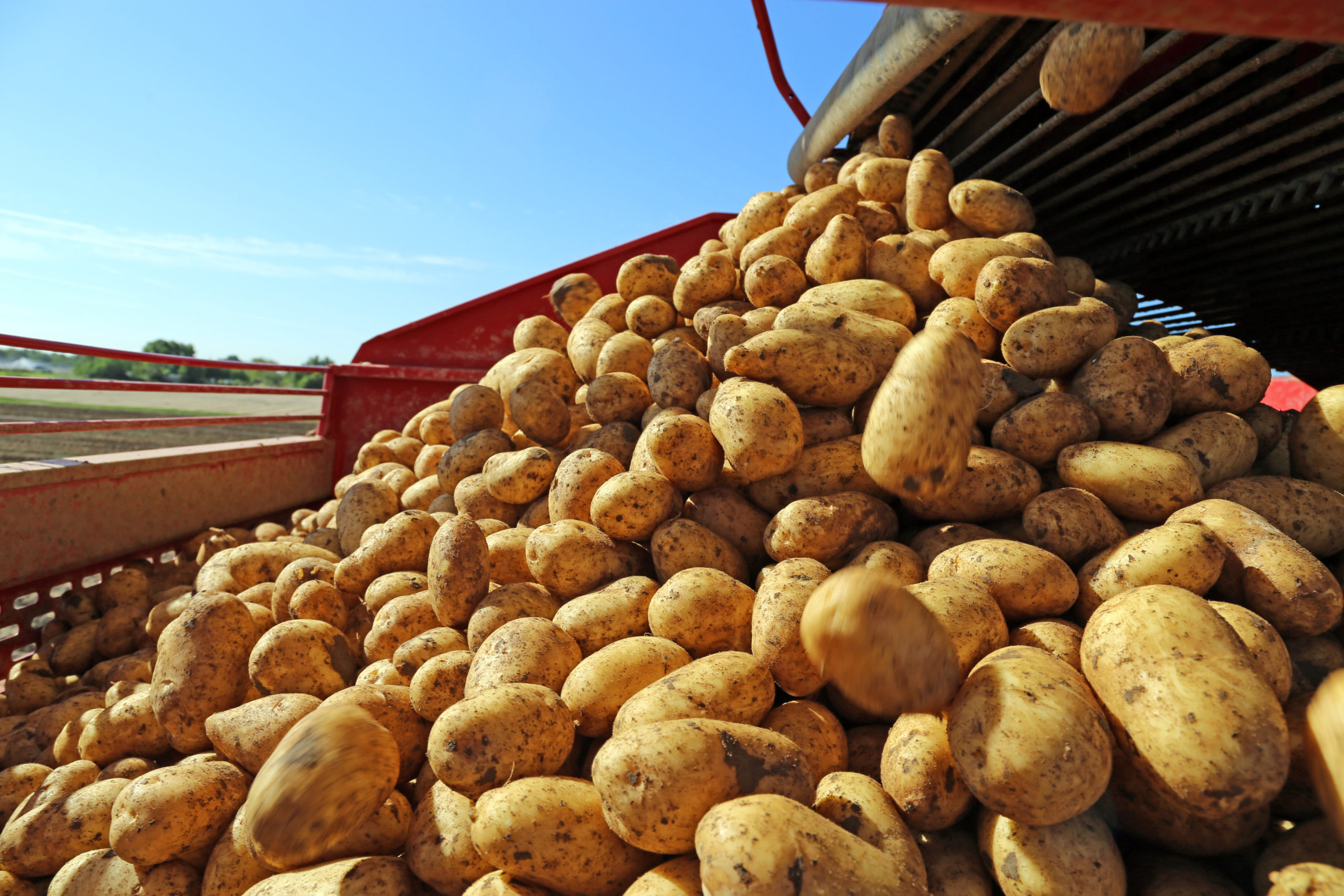 Картошка овощ или фрукт. Сельское хозяйство картошка. Производители картофеля. Производство картофеля. Производитель картошки.