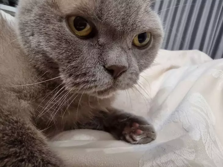 Кошка