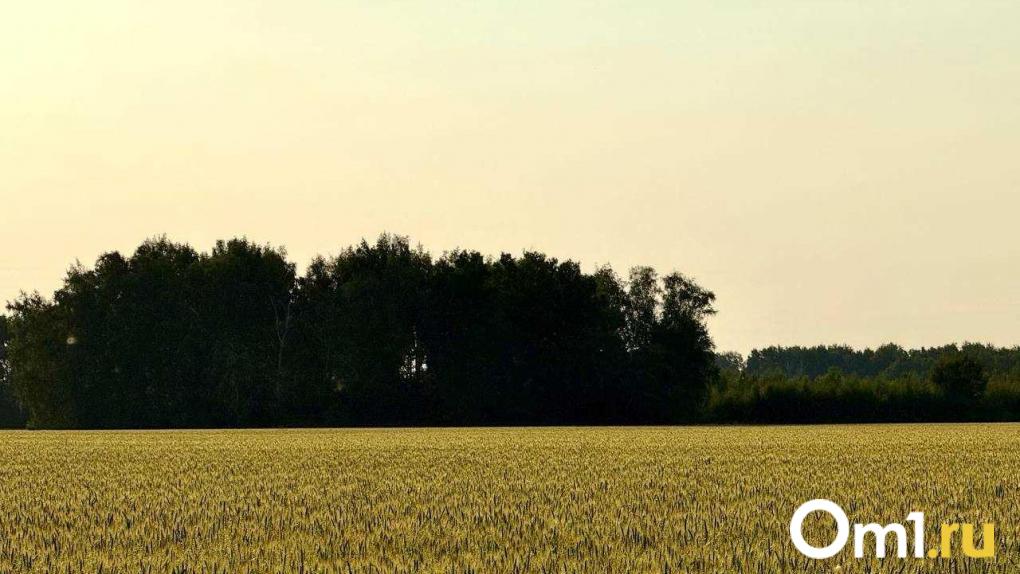 Виталий Хоценко сообщил о первых итогах уборочной кампании в Омской области