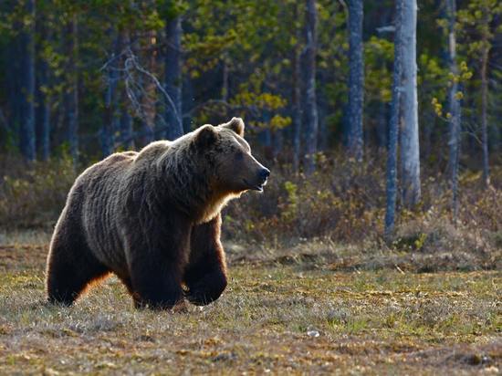 В Лесосибирске заметили медведя на дороге 25 сентября