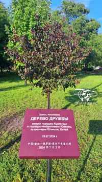 В горсаду Кургана посадили дерево в знак дружбы с китайским городом-побратимом