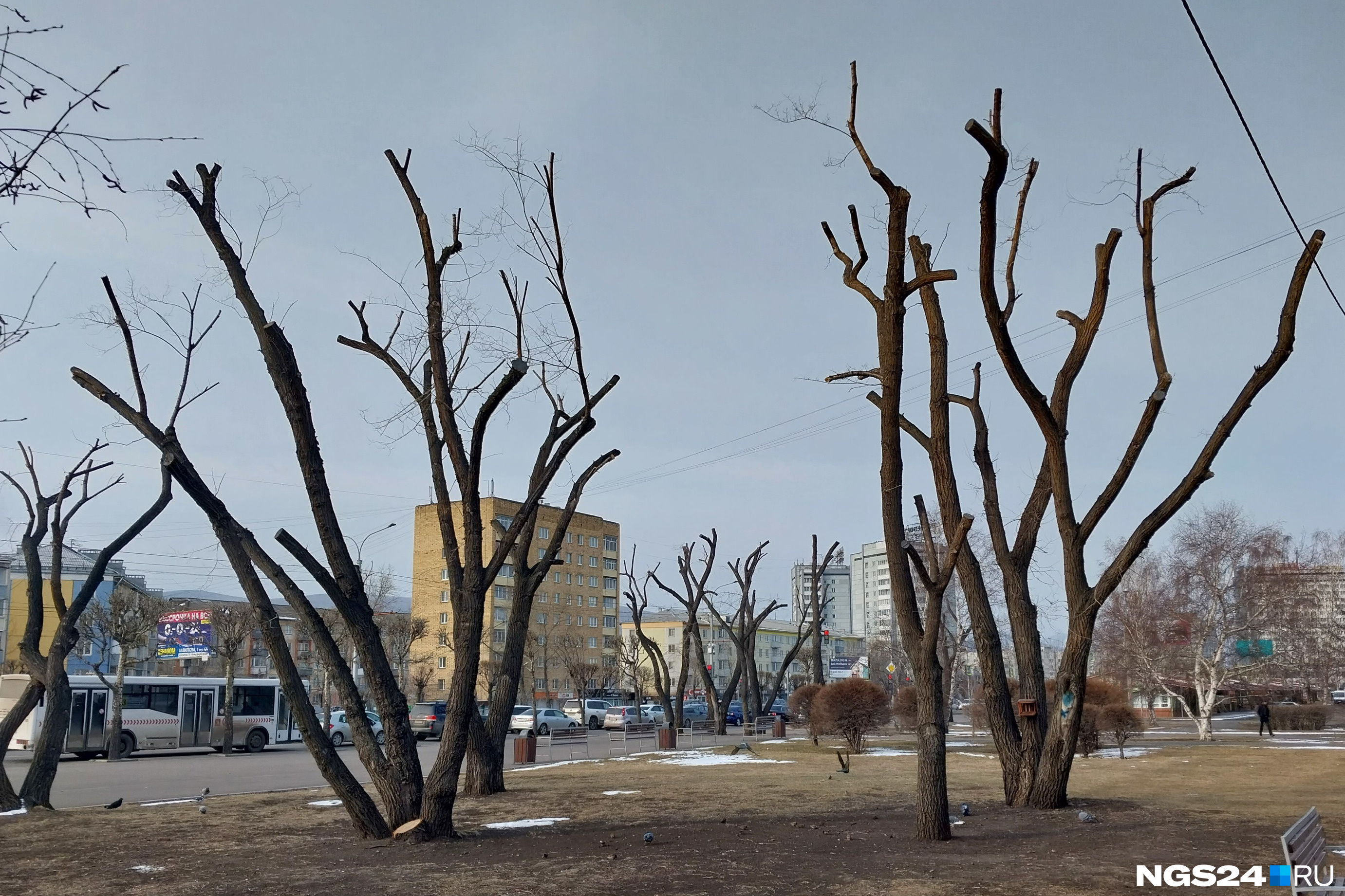Деревья новосибирска. Деревья весной. Весеннее дерево. Деревья в апреле