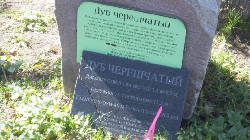 Впервые для жителей и гостей города открыта территория вокруг ладушкинского дуба