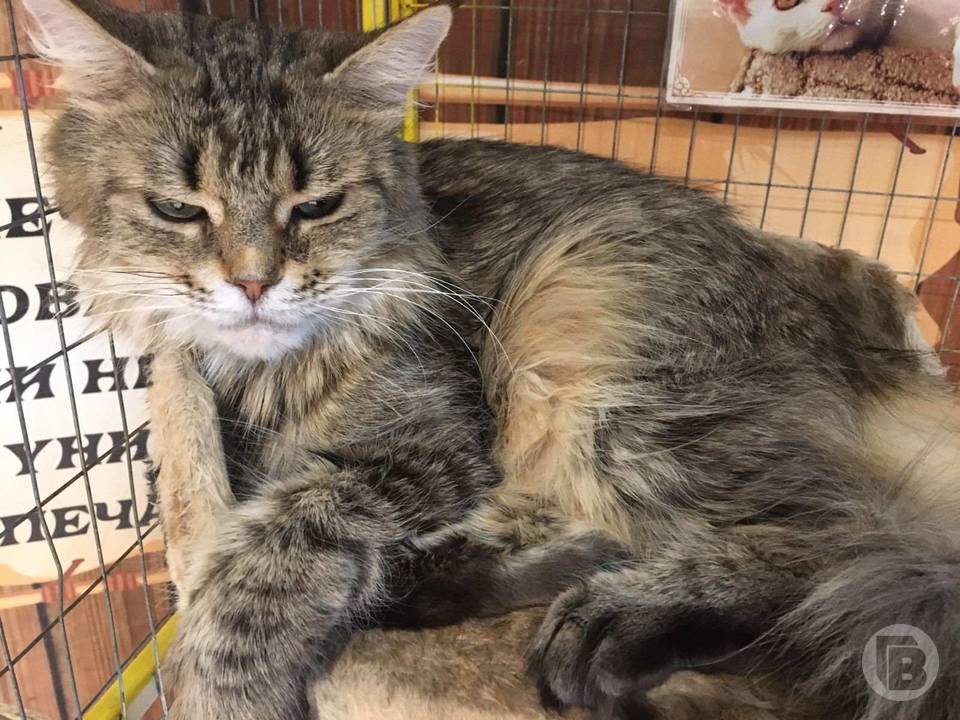 выставка кошек в ривьере. выставка кошек волгоград европа сити молл. выставка кошек волгоград европа сити молл. выставка кошек волгоград европа сити молл. выставка кошек.