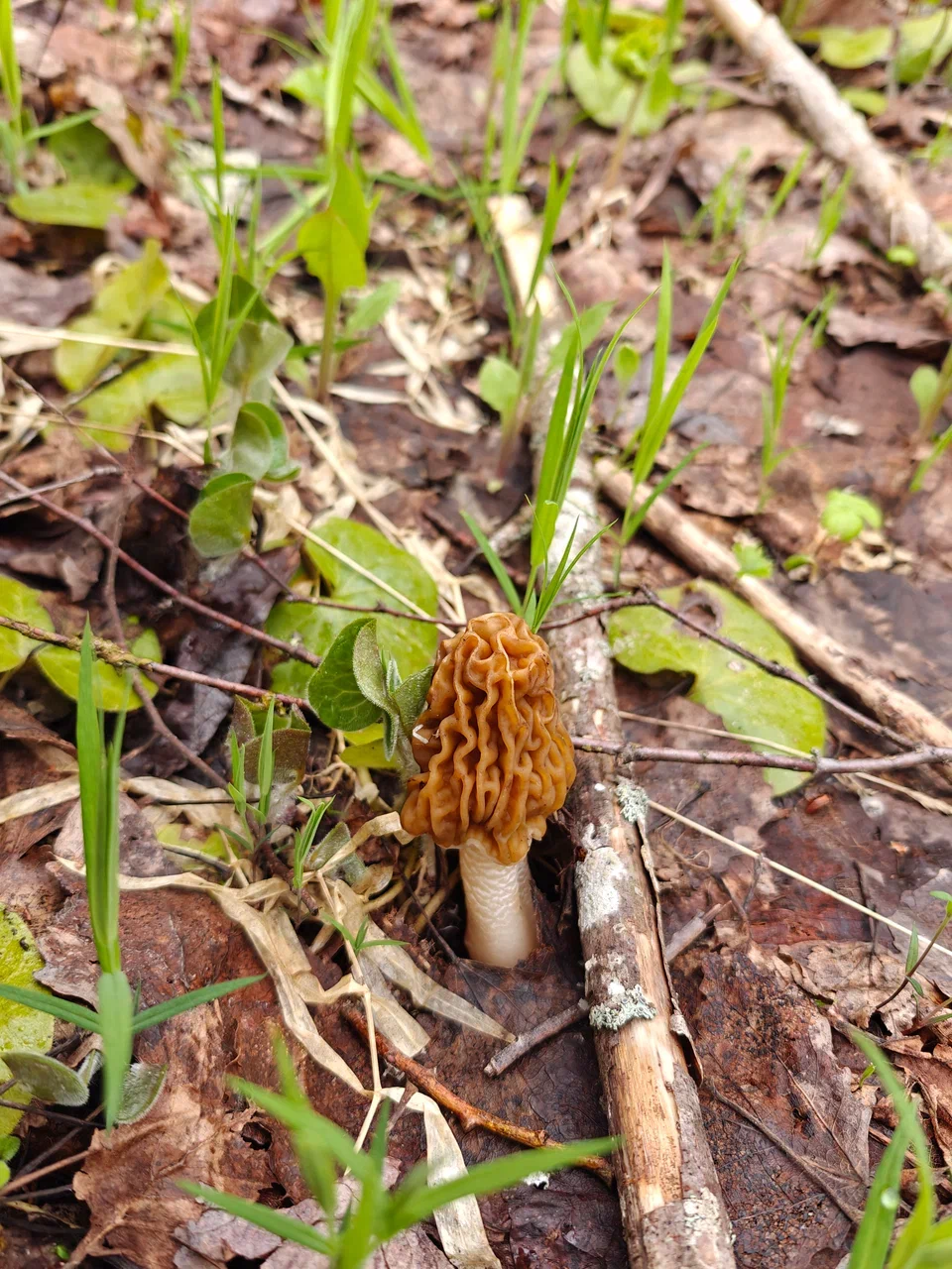 smorchkovaya-schapochka.jpg