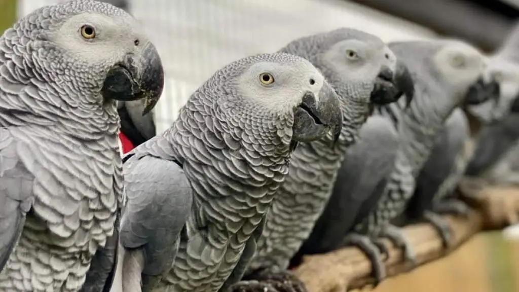 В британском зоопарке решили, как приструнить попугаев-матершинников