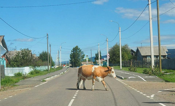 В Улан-Удэ водитель не поделил дорогу с быком