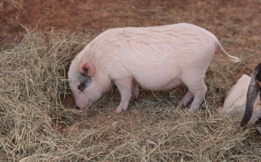 красивый поросенок. животные поросята. пиг минипиг. Pig knows. Pig knows.