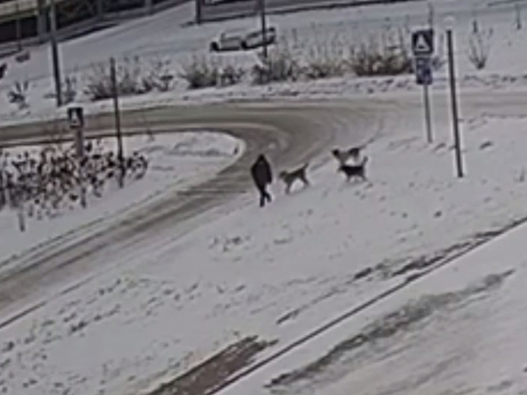 В Томске вновь собаки напали на ребенка