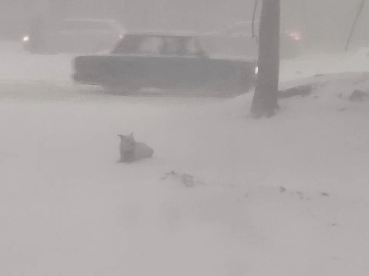 Ночью на севере Карелии начнется сильный снегопад