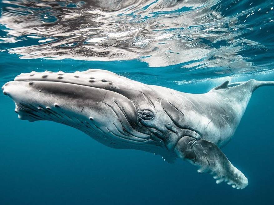 В Южной Корее юристы подали в суд на власти от имени китов из-за сброса воды с 