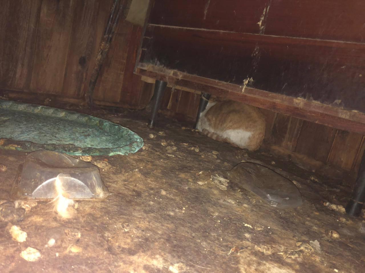 Интересное происшествие с домашней кошкой. Сочинение интересный случай. Домашний котенок вечный. Спасают животных кошки и собаки. Интересное происшествие с домашней кошкой.