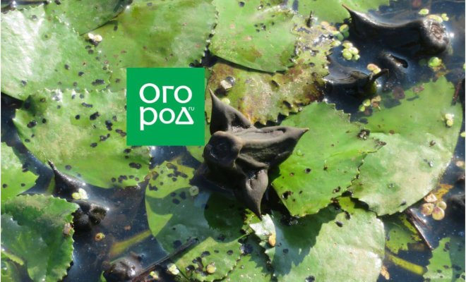 Водяной орех: как выращивать необычное съедобное растение | Lifestyle ...