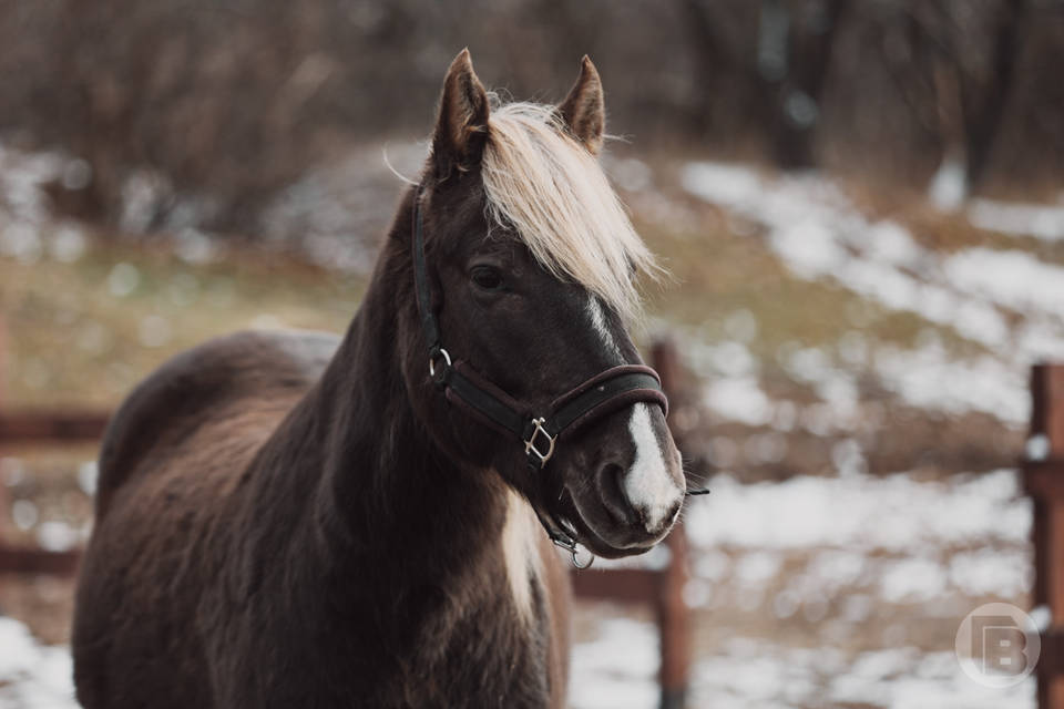 Под Волгоградом продолжается проверка после инцидента с отравлением в конном клубе