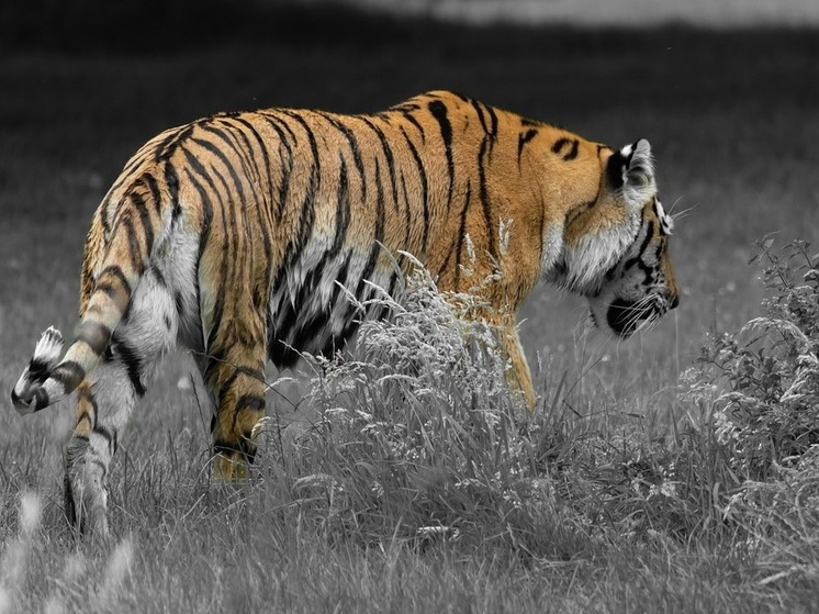 Тигры и медведи выходят к людям: в Хабаровском крае ищут меры защиты населения