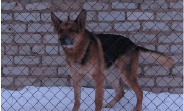Полицейские Кировской области отдают немецкую овчарку