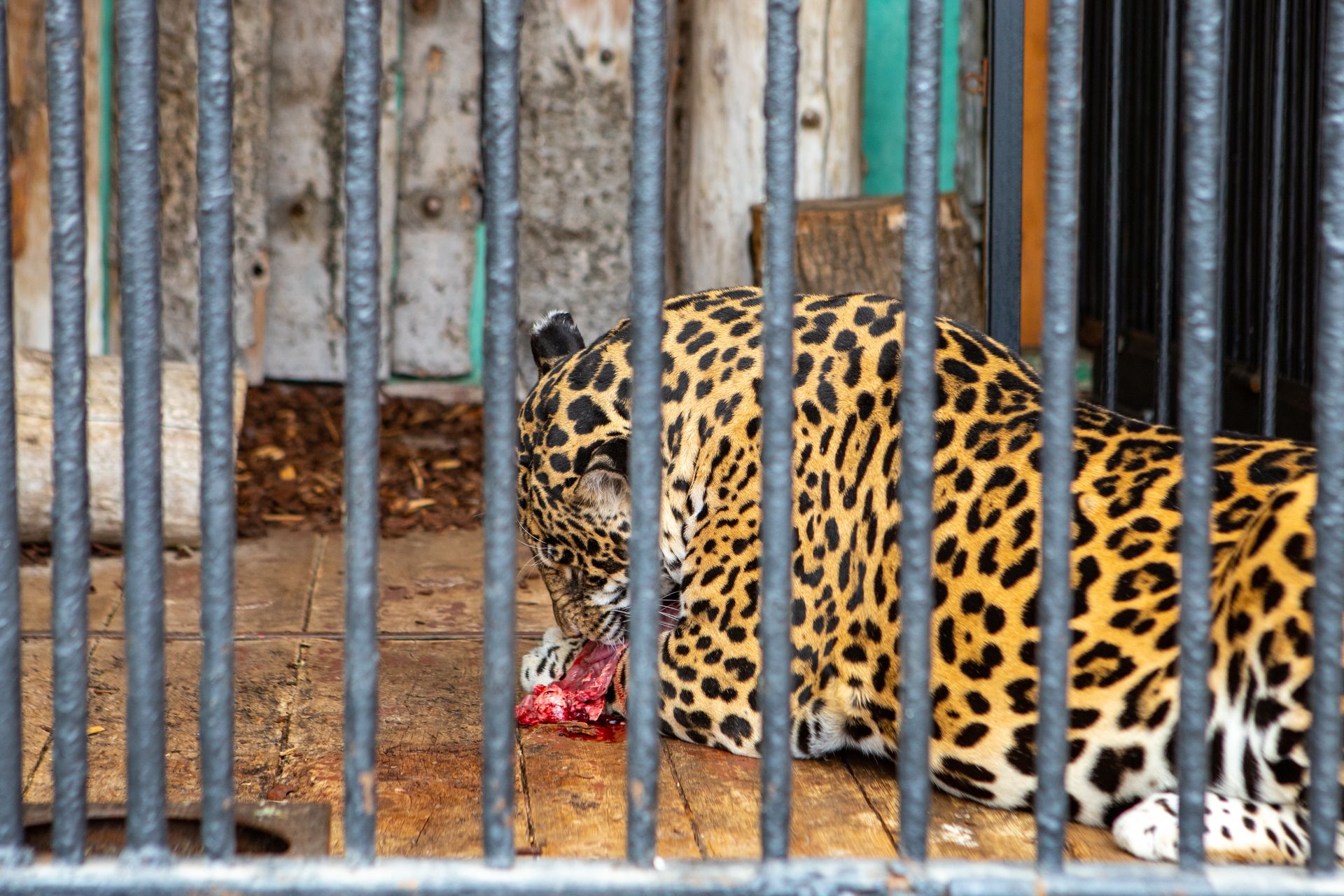 Женщины в леопардовом зоопарке