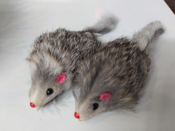 Саратовцы стали чаще заражаться мышиной лихорадкой