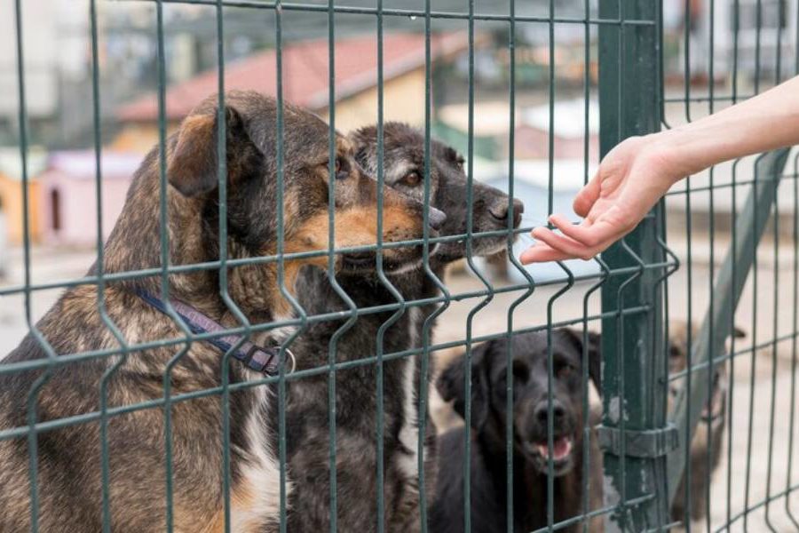 Расходы на строительство приюта для животных в Новосибирске решили не сокращать
