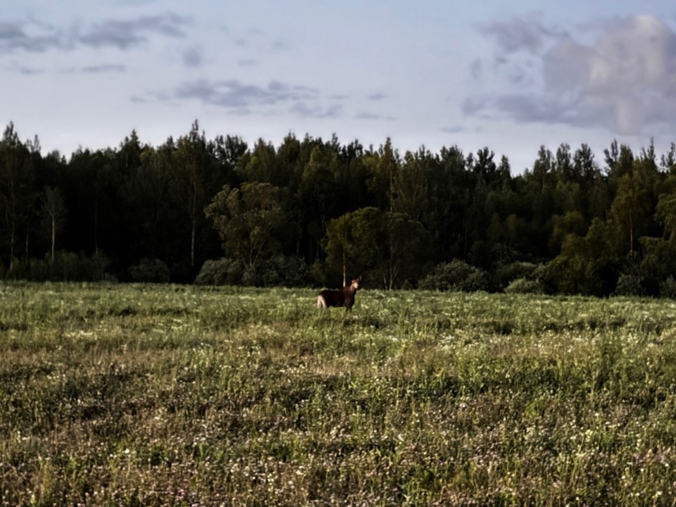 Осторожнее на дорогах: одинокий лось замечен на обочине недалеко от Новошино