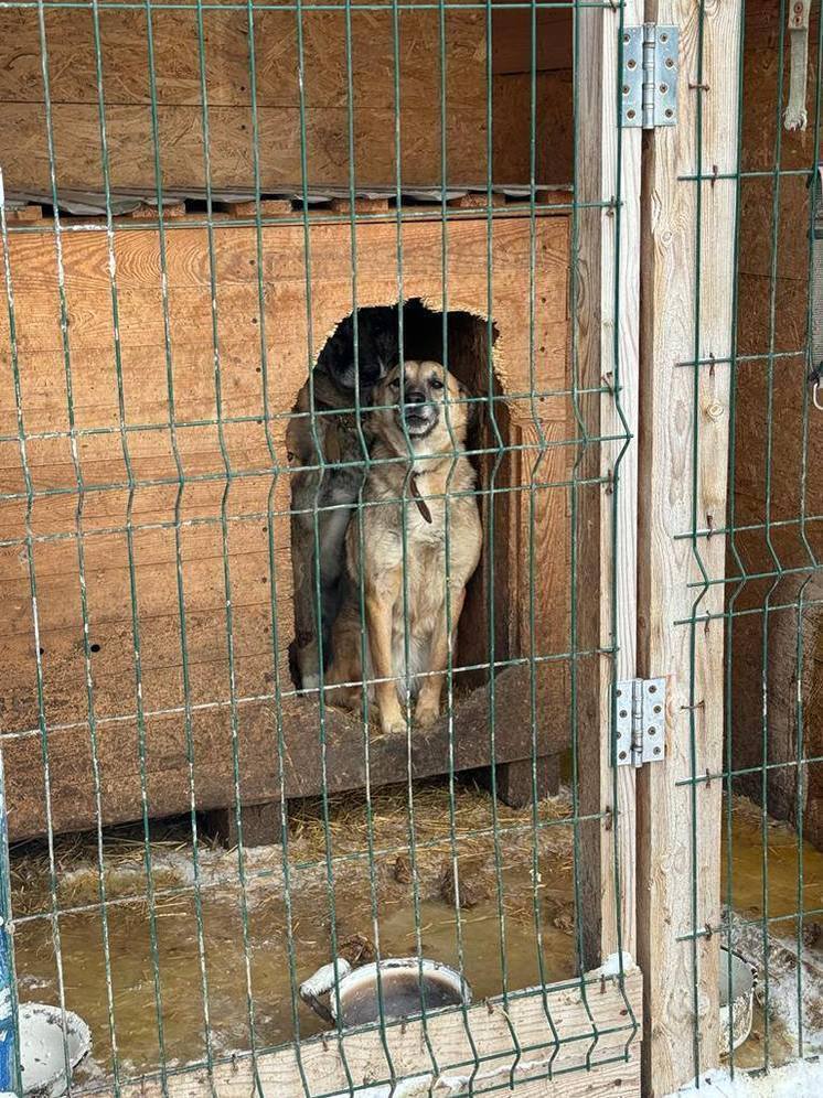 В Чебоксарах продолжаются нападения бездомных собак на детей