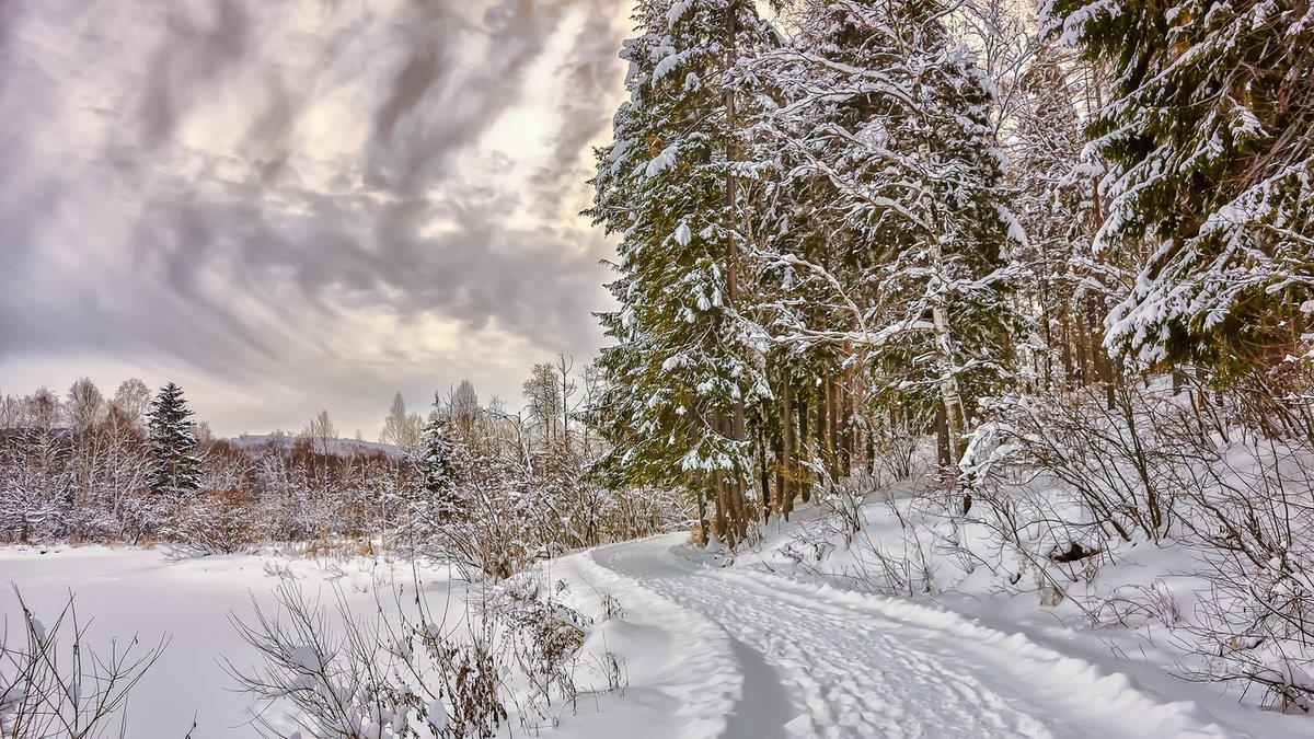 Декабрь погода фото. Пасмурный зимний день. Пасмурное утро в зимнем лесу. Зимний пасмурный пейзаж. Хмурый зимний день.