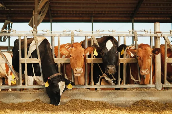 Карантин по лейкозу скота в Успенском районе отменен