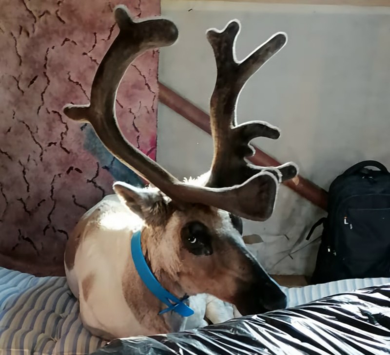 Ветеринары Коми прививают в тундре оленей от смертельной болезни