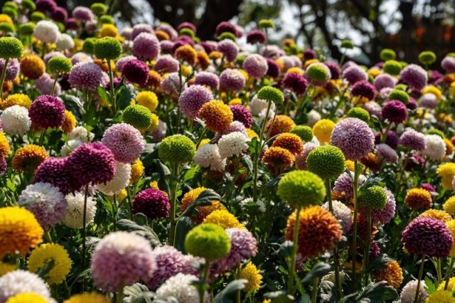 Хризантема корейская Помпон (Pompon) 