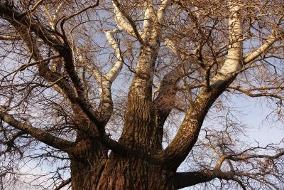 Белый тополь из села Рыбушки под Саратовом включили в Национальный реестр старовозрастных деревьев