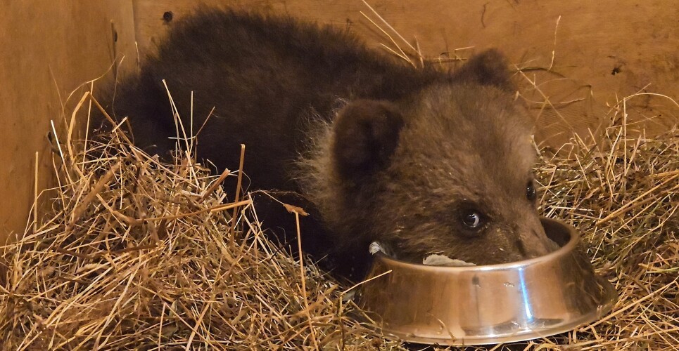 Новгородский медвежонок должен будет подружиться с тройняшками из смоленских лесов