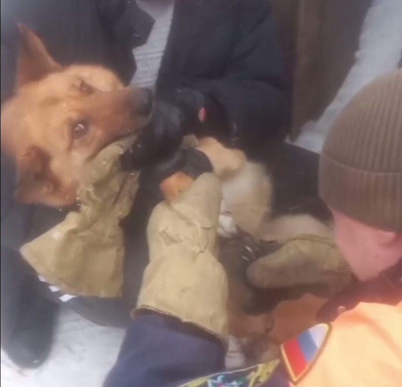 Животное спасли