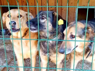 Пятьсот бездомных собак накормили в Ногинске школьники на деньги, собранные для учителей