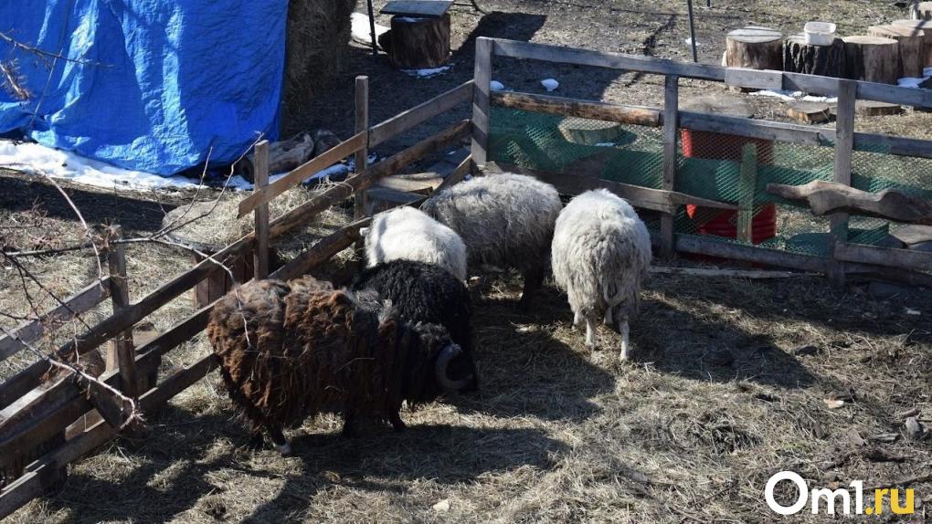 В Омске спасли овец, которые застряли на крыше сеновала Происшествия Селдон Ново