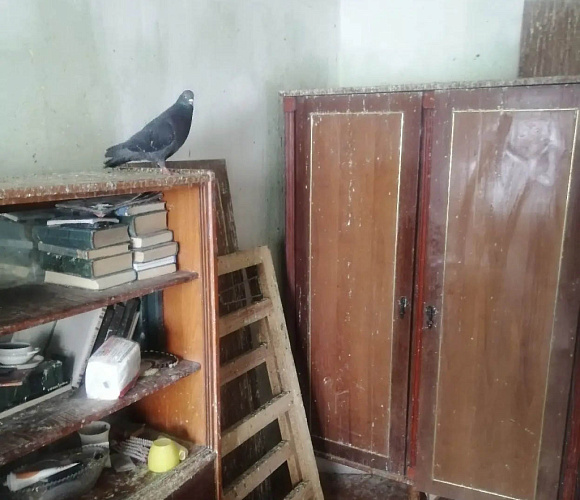 Приставы заставили иркутянку выселить пернатых «жильцов»