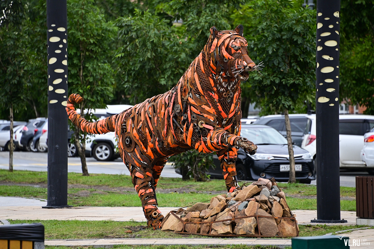 тигр из стали. приморский сафари парк. 11 тигров. пухлый тигр. тигры становятся робкими.