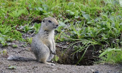 Сегодня отмечается Международный день гор, что особо значимо для Камчатки 5