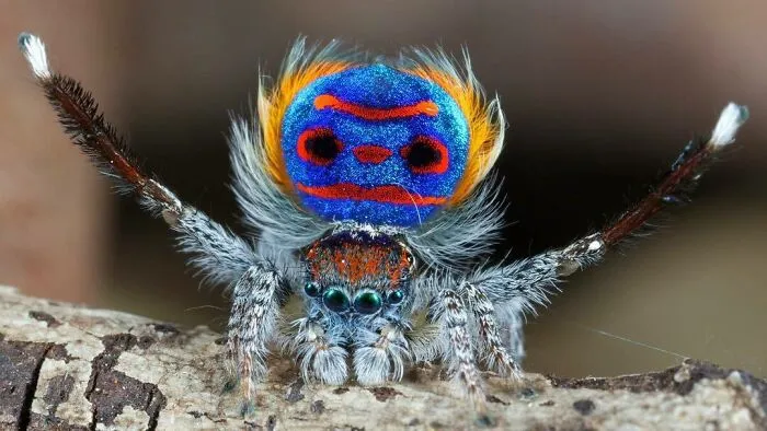Maratus volans. Также известен, как паук-павлин из-за яркого круглого лоскута на животе самца.