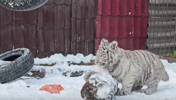 В барнаульском зоопарке уже подрос детеныш белых тигров. Видео