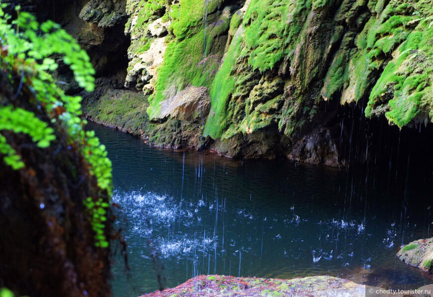 Жизнь на опушке леса