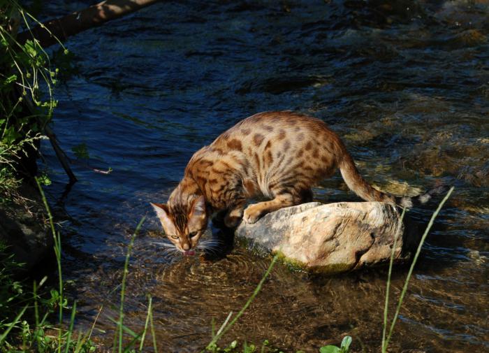 Если ваш кот мало пьёт, обеспечьте ему несколько источников воды