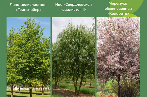 В Городском сквере высадят иву, черемуху и розу ругозу 