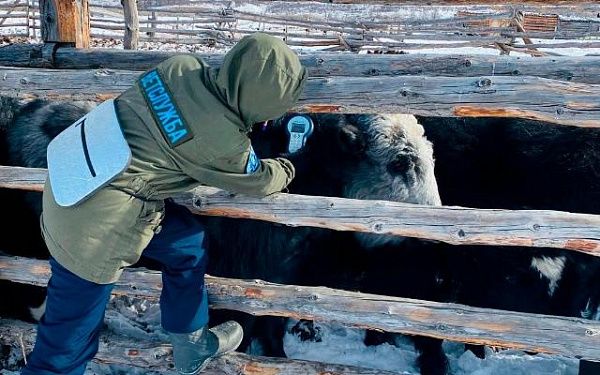 В Бурятии в системе регистрации животных зарегистрировано более 196 тысяч голов КРС