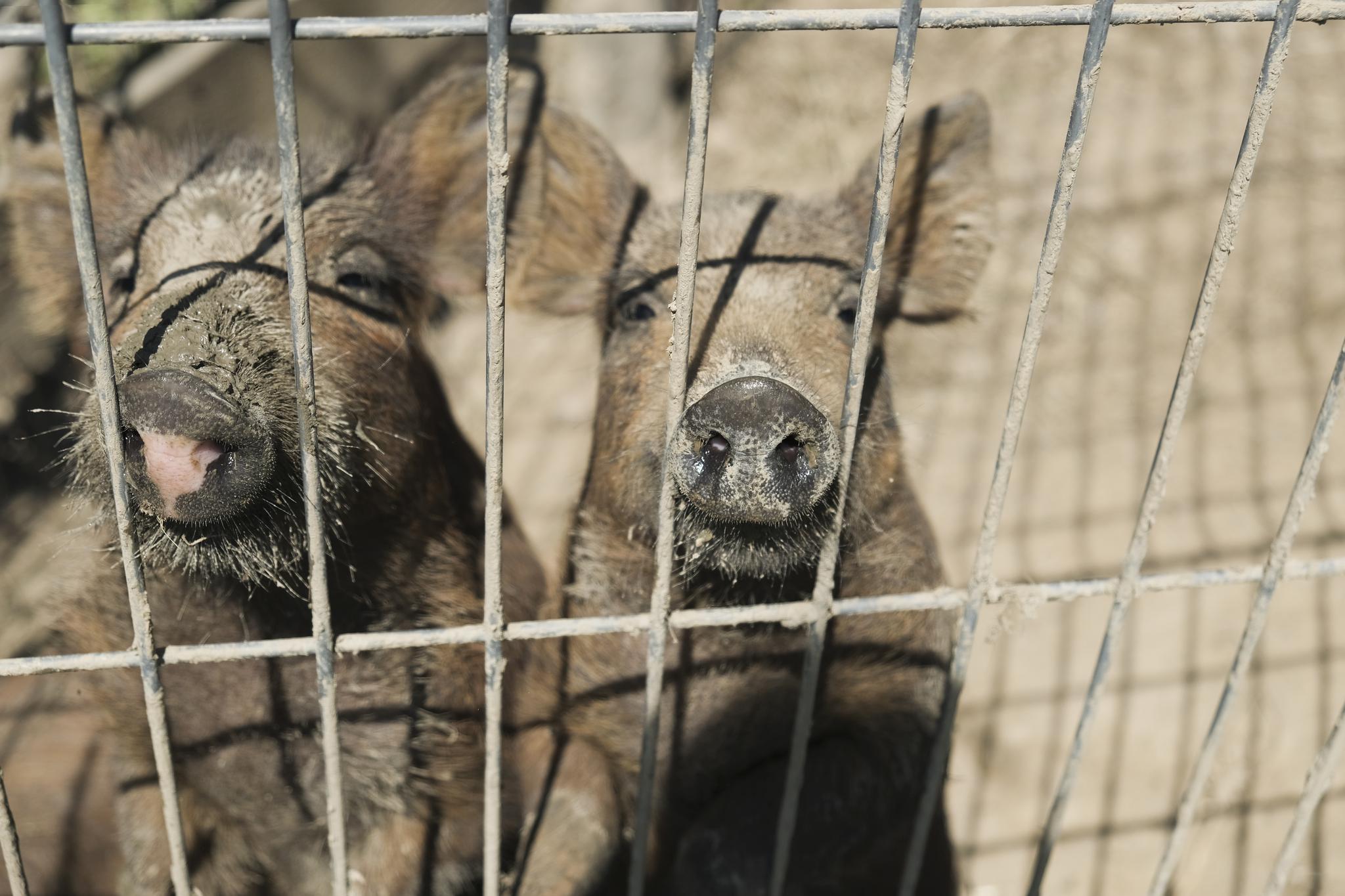 Похоронное бюро для домашних животных. Служба утилизации животных. Служба утилизации животных. Служба утилизации животных. Утилизация животных в ветклиниках.