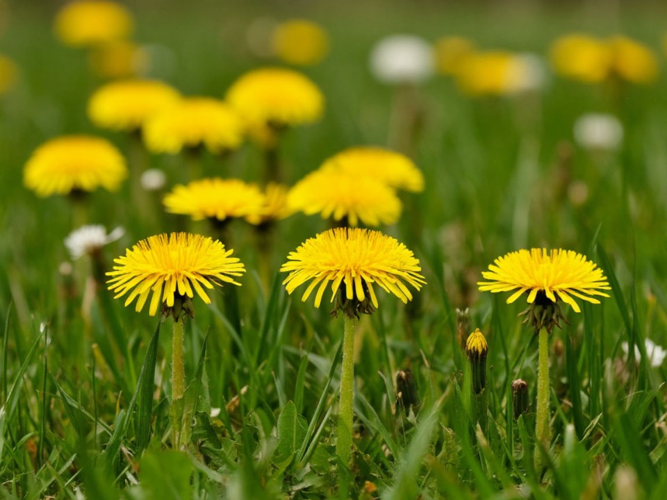 Сорняк против метастазов: одуванчик оказался эффективен в борьбе с раком, выяснили ученые