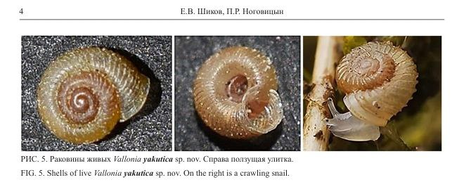 В Якутии школьный учитель открыл новый вид улитки, и назвал его в честь республики