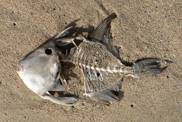 Остов мёртвой рыбы
