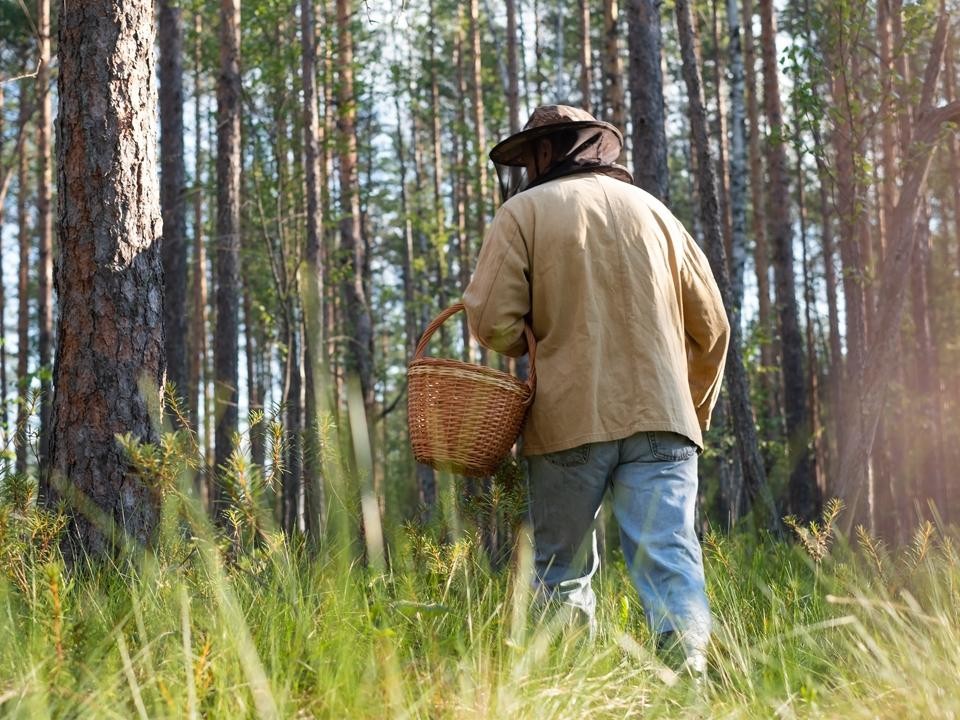 Спасатели вывели из леса трех заблудившихся воскресенцев