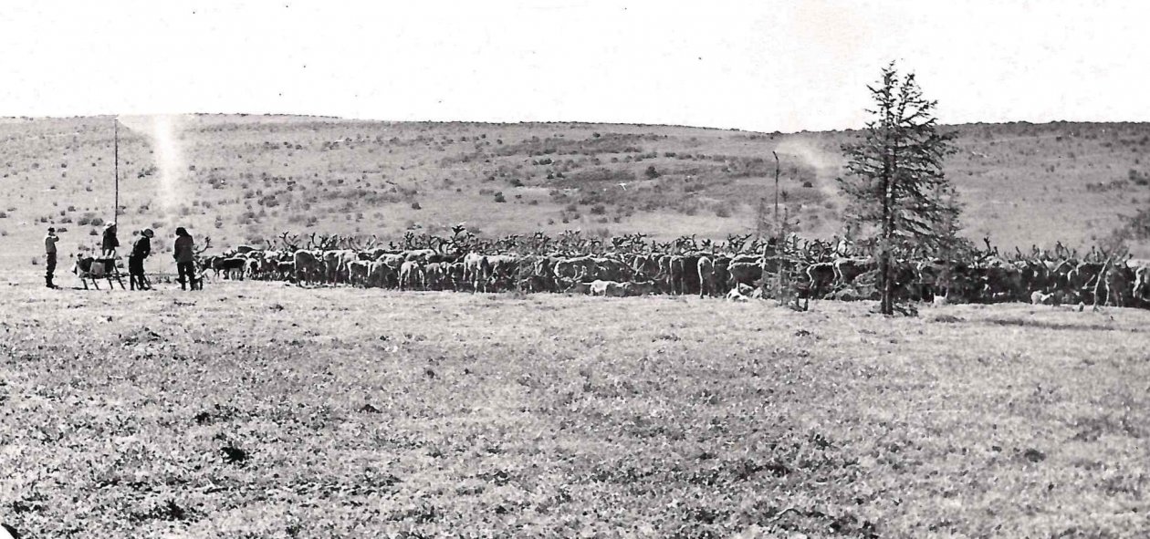 из личного архива Владимира Шейко