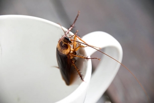 Ученые изучили процесс расселения тараканов по всему миру